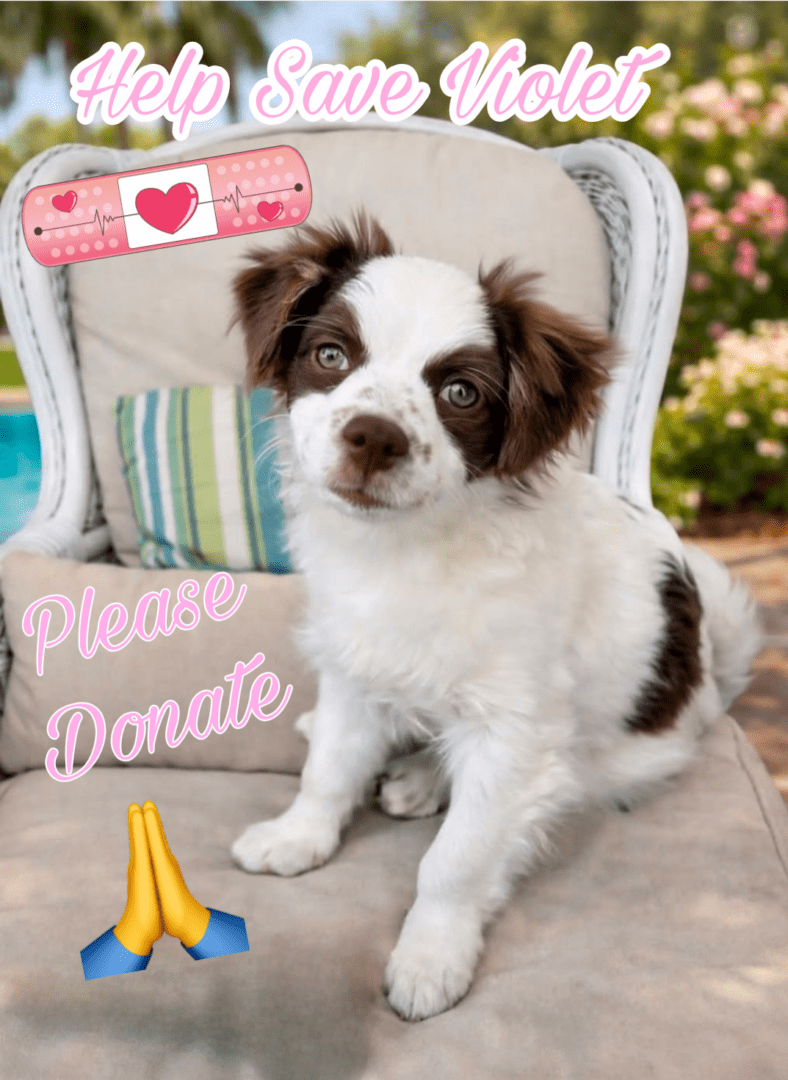 Help Save Violet photo